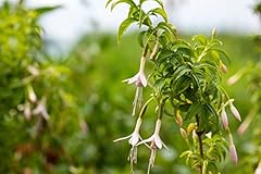 Fuchsia magellanica var gebraucht kaufen  Wird an jeden Ort in Deutschland