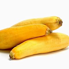 Yellow squash plants for sale  Delivered anywhere in USA 