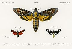 Hawk moth six for sale  Delivered anywhere in USA 