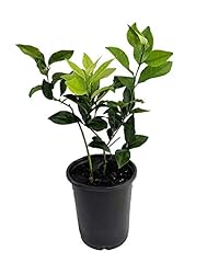 Meyer lemon tree for sale  Delivered anywhere in USA 