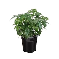 Thorsen greenhouse china for sale  Delivered anywhere in USA 