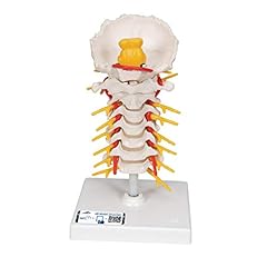 Scientific a72 cervical for sale  Delivered anywhere in USA 