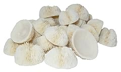 Shell cupped mushroom for sale  Delivered anywhere in USA 