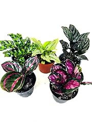 Bamboo calathea party for sale  Delivered anywhere in USA 