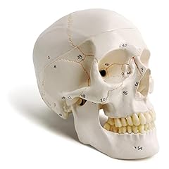 Classic human skull for sale  Delivered anywhere in UK