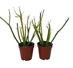 Firesticks pencil cactus for sale  Delivered anywhere in USA 
