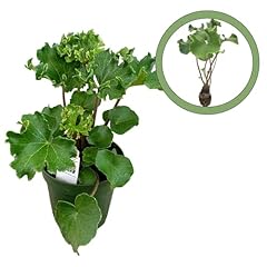 Farfugium japonicum shishi for sale  Delivered anywhere in USA 