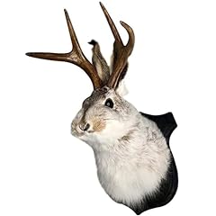 Limtula antlers rabbit for sale  Delivered anywhere in UK