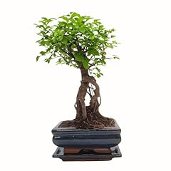 Bonsai baum keramik gebraucht kaufen  Wird an jeden Ort in Deutschland