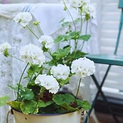 White geranium plants for sale  Delivered anywhere in USA 