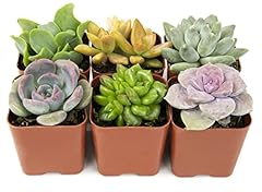 Succulents plants live for sale  Delivered anywhere in USA 