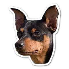 Miniature pinscher dog for sale  Delivered anywhere in USA 