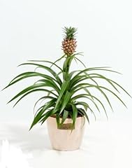 Pineapple plant uplant for sale  Delivered anywhere in USA 