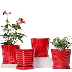 Ton sin plant for sale  Delivered anywhere in USA 