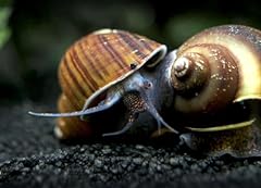Coffee mystery snail for sale  Delivered anywhere in Ireland