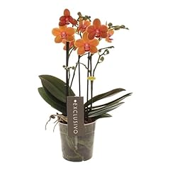 Real live phalaenopsis for sale  Delivered anywhere in UK