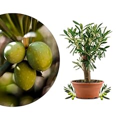 Meine orangerie olea d'occasion  Livré partout en France