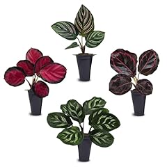 Calathea collection live for sale  Delivered anywhere in USA 