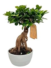 Bonsai ficus ginseng usato  Spedito ovunque in Italia 