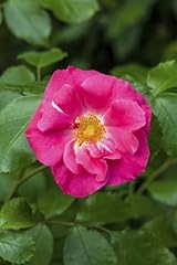 Rosa rugosa rubra gebraucht kaufen  Wird an jeden Ort in Deutschland