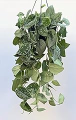 Indoorplantsparadise trailing  for sale  Delivered anywhere in UK