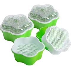 Latern 4pcs seed for sale  Delivered anywhere in UK