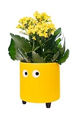 Fisura. pot fleurs d'occasion  Livré partout en France
