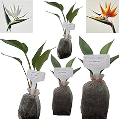 Bird paradise white for sale  Delivered anywhere in USA 