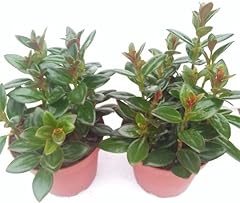 Two goldfish plants for sale  Delivered anywhere in USA 