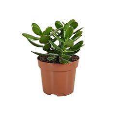 Bloomique crassula ovata d'occasion  Livré partout en France