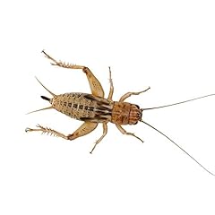 Livefoods4u live brown for sale  Delivered anywhere in UK