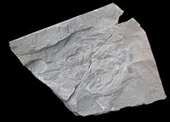 Limule crab fossil for sale  Delivered anywhere in UK