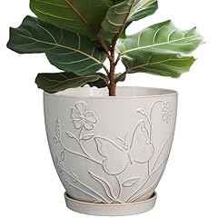 Mpotto inch plant for sale  Delivered anywhere in USA 