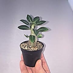 Adenium obesum desert for sale  Delivered anywhere in Ireland