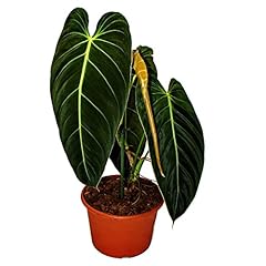 Exotenherz philodendron melano gebraucht kaufen  Wird an jeden Ort in Deutschland