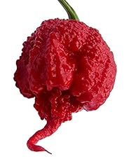 Carolina reaper pepper gebraucht kaufen  Wird an jeden Ort in Deutschland