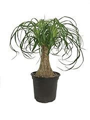 Ponytail palm live for sale  Delivered anywhere in USA 