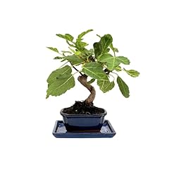 Giardini giulia bonsai usato  Spedito ovunque in Italia 