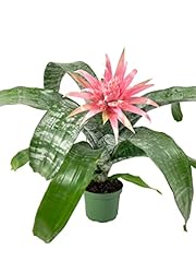 Silver vase bromeliad for sale  Delivered anywhere in USA 