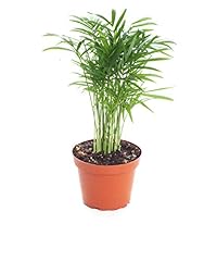 Shop succulents neanthe for sale  Delivered anywhere in USA 
