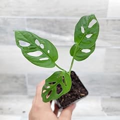 Philodendron swiss cheese for sale  Delivered anywhere in USA 