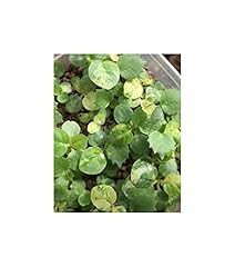 Dorstenia foetida subsp.lancif for sale  Delivered anywhere in UK