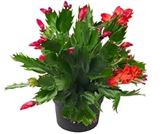 Flowering cactus red for sale  Delivered anywhere in UK