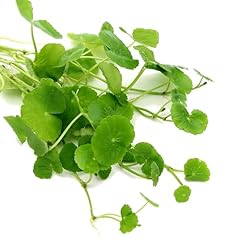 K2aqua hydrocotyle leucocephal for sale  Delivered anywhere in UK