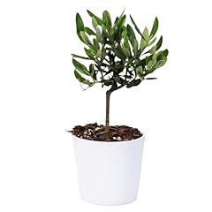 Olivo mini bonsai usato  Spedito ovunque in Italia 