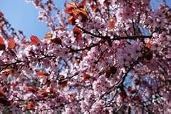 Purple leaf plum for sale  Delivered anywhere in USA 