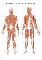 Wolfenthal medizin anatomie gebraucht kaufen  Wird an jeden Ort in Deutschland