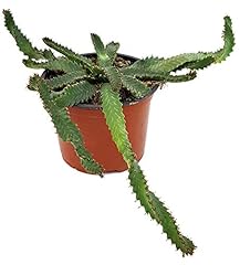 Fangblatt euphorbia stellata gebraucht kaufen  Wird an jeden Ort in Deutschland