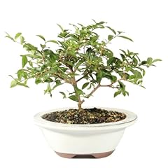 Brussel bonsai live for sale  Delivered anywhere in USA 