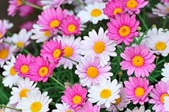 Bunte margeriten tanaceum gebraucht kaufen  Wird an jeden Ort in Deutschland